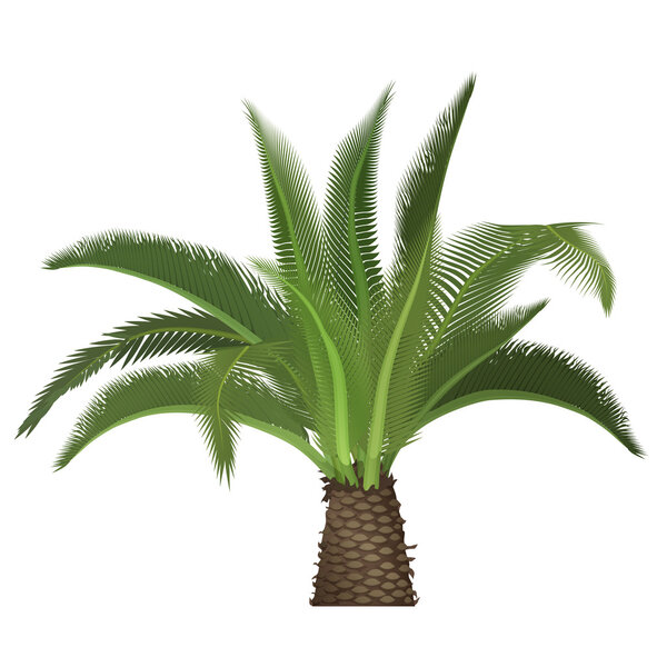 Vector tropical exotic high detailed palm tree isolated.
