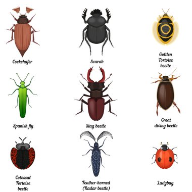 Böcek Icons set. Böceği böcek simgesini böcekbilime koleksiyonu. Böcekler ve üstten görünüm.