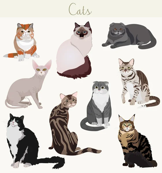 Vektör cins kediler farklı teşkil etmektedir. Son derece detaylı evcil hayvan karikatür. — Stok Vektör
