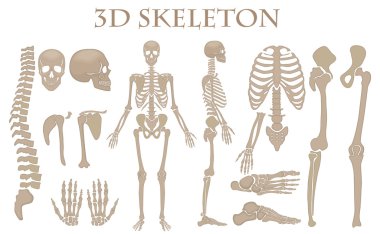 İnsan kemikleri 3d gerçekçi vektör iskelet siluet toplama seti. Yüksek detaylı helloween illüstrasyon.