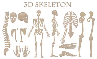 Human bones 3d realistic vector skeleton silhouette collection set. High detailed helloween illustration. clipart