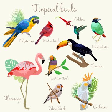 Bright color Exotic tropical birds set isolated