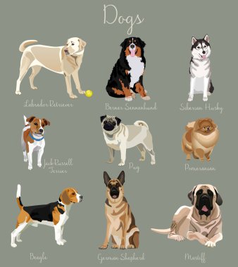 Different type of dogs set isolated. Big and small animals clipart
