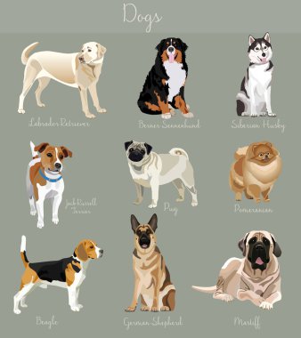 İzole köpekler kümesi farklı türü. Büyük ve küçük hayvanlar