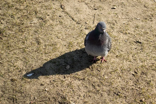 Rock Pigeon - Lodz, Polen — Stockfoto