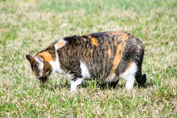 Zwangere kat in het gras — Stockfoto