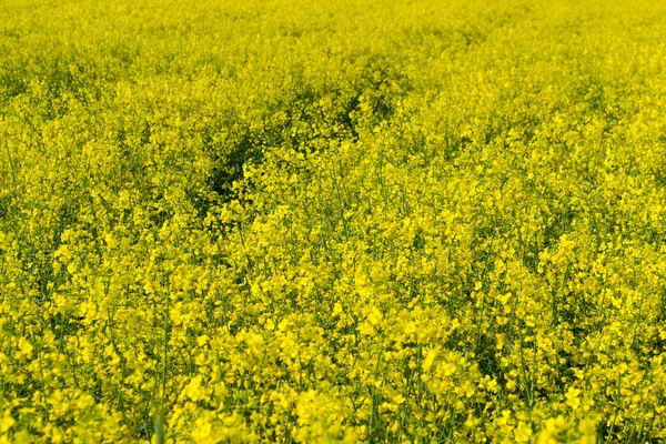 Våldtäkt, blommande gul — Stockfoto