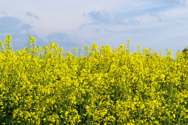 Våldtäkt, blommande gul — Stockfoto