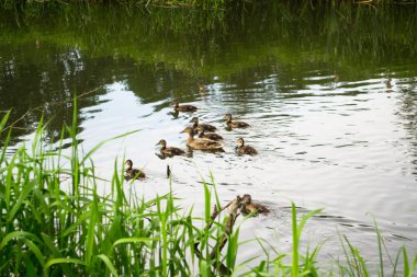 Ördekler akan nehir