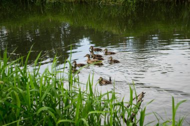 Ördekler akan nehir