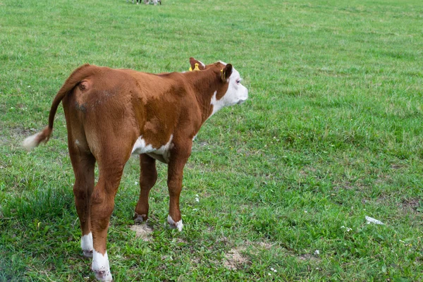 在一片草地上小牛. — 图库照片