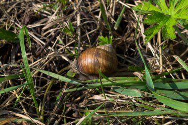 Salyangoz çim vardır