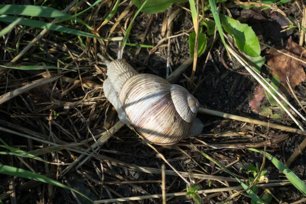Snail has grass — Stock Photo, Image