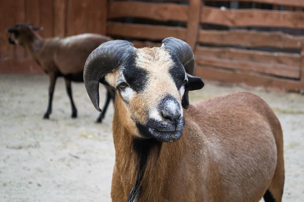 Moutons barbares - Afrique — Photo