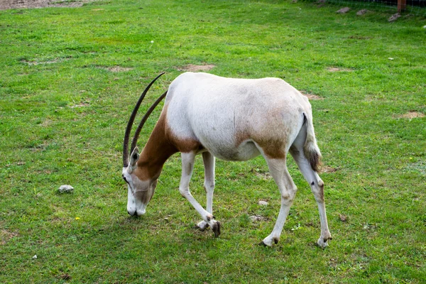 Oryx антилопа - Африканська Республіка — стокове фото