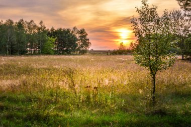 Orman batan güneşle aydınlandı, Polonya.