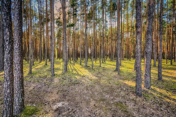 Bosque Iluminado Por Sol Poniente Polonia — Foto de Stock