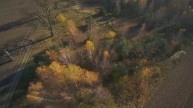 Bir sonbahar günü dağlardan görünen ağaçlar. 