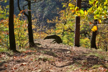 Bir sonbahar günü kozalaklı ve yapraklı ağaçların dalları.