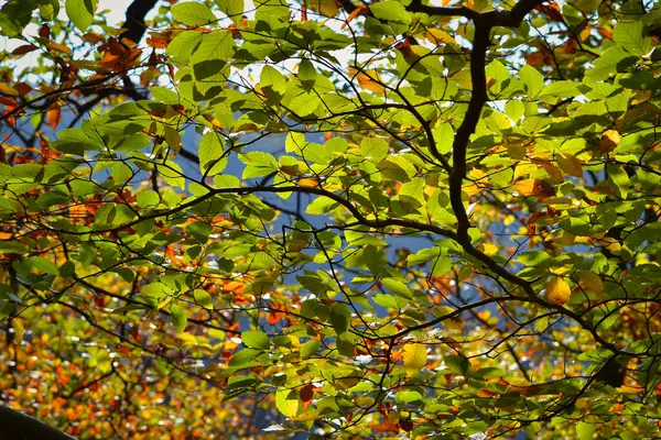 가을에는 침엽수와 낙엽수의 가지들 — 스톡 사진
