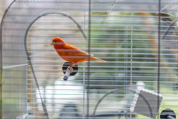 Röd Kanariefågel Vit Bur — Stockfoto