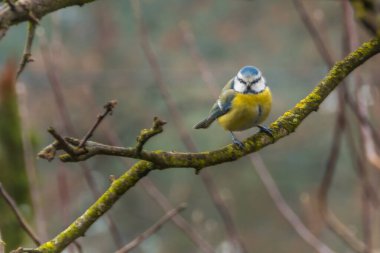 Tit on a branch of a leafless tree.