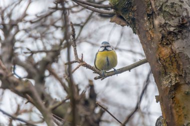 Tit on a branch of a leafless tree.