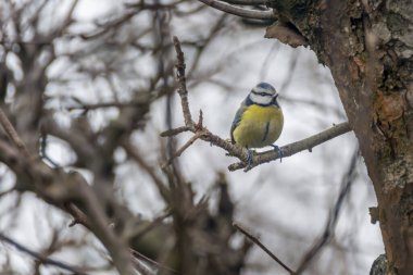 Tit on a branch of a leafless tree.