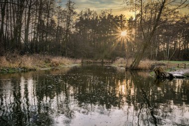 Orta Polonya 'da tipik bir orman..