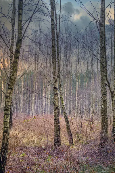 Bosque Típico Centro Polonia — Foto de Stock