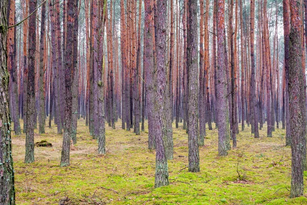 Bosque Típico Centro Polonia — Foto de Stock