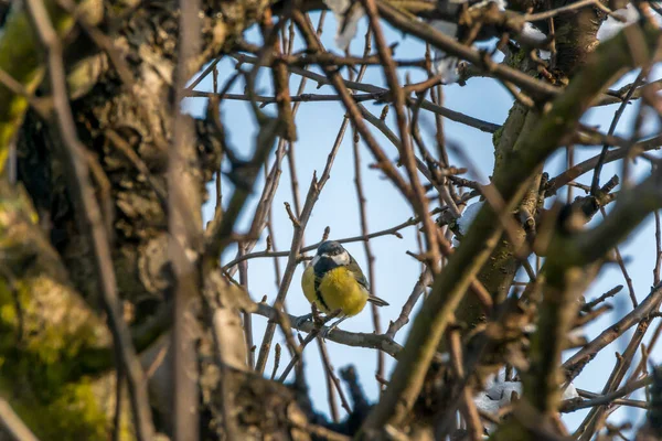 Tit Branch Leafless Tree — Foto Stock