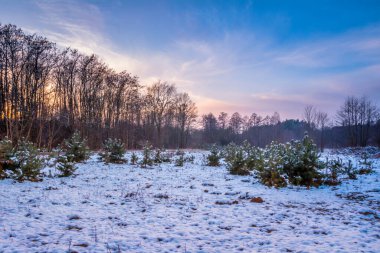 Polonya 'nın merkezindeki vahşi Grabia Nehri..