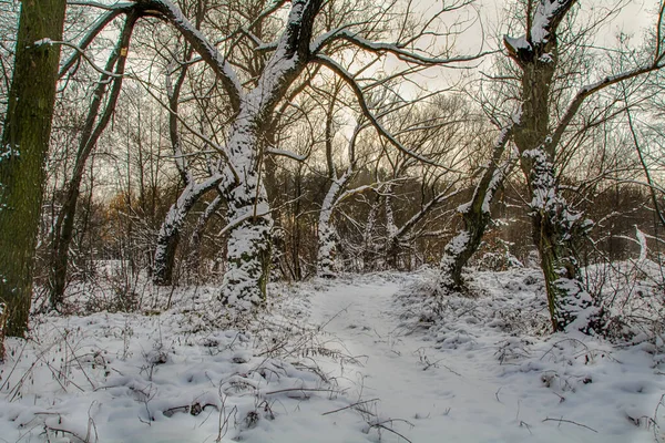 Paisajes Invernales Día Helado — Foto de Stock