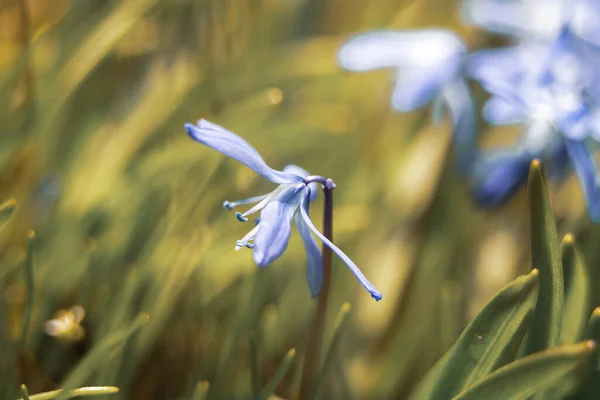 Sibiřská Cibule Časný Jarní Květ — Stock fotografie