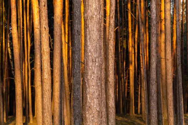 Bosque Como Fondo Troncos Árbol — Foto de Stock