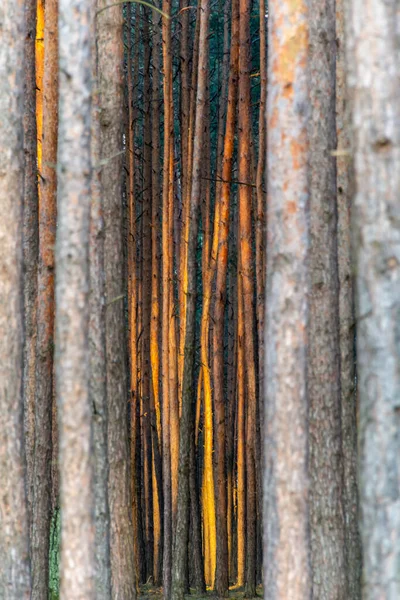 Bosque Como Fondo Troncos Árbol — Foto de Stock