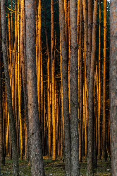 Bosque Como Fondo Troncos Árbol — Foto de Stock