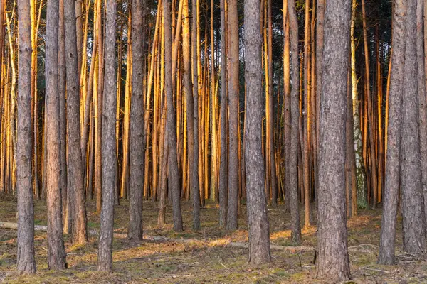 Bosque Como Fondo Troncos Árbol — Foto de Stock