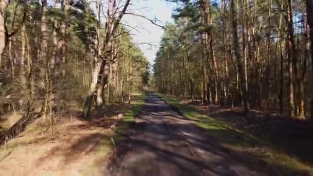 Wczesną Wiosną Lot Przez Małą Leśną Drogę — Wideo stockowe