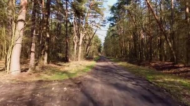 Ранній Весняний Політ Через Невелику Лісову Дорогу — стокове відео