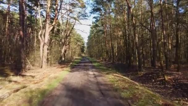 Vol Début Printemps Travers Une Petite Route Forestière — Video