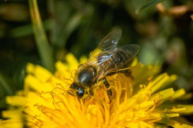 Karahindiba çiçeğinden nektar toplayan bir arı..
