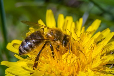 Karahindiba çiçeğinden nektar toplayan bir arı..