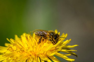 Karahindiba çiçeğinden nektar toplayan bir arı..