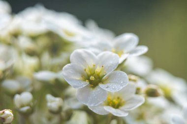 Saxifraga - Saksafon ailesine ait bir bitki cinsi.. 
