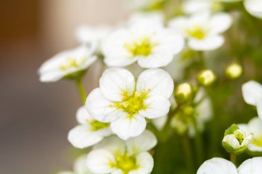 Saxifraga - Saksafon ailesine ait bir bitki cinsi.. 