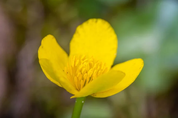 Marigold Kingcup Макрофотографії — стокове фото