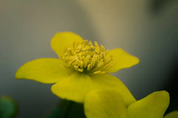 Marigold Kingcup Macrofotografia — Fotografia de Stock