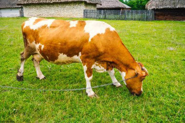 Otlakta otlayan inek..